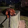 brown_dog, concrete_box, dog, flash_photography, grass, house, leash, lying_down, night, outdoors, parked_car, pet, portrait, resting, short_hair, sidewalk, street, streetlights, suburban, toy
