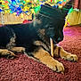 dog, puppy, german_shepherd, carpet, indoor, chewing, stick, christmas_lights, holiday_decor, festive, colorful, cozy, fur, pet, animal, cute, young, playful, relaxed, home