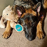 Kai Phoenix is registered to the contest to win money with this photo: dog, german_shepherd, plush_toy, carpet, indoor, resting, animal, pet, fur, ears, paws, brown, black, soft_toy, 2024, collar, cute, lying_down, domestic_animal, companion