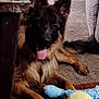 Kai Phoenix is registered to the contest to win money with this photo: dog, german_shepherd, indoor, carpet, plush_toy, animal, pet, canine, tongue_out, relaxed, brown_fur, black_fur, ears_up, toy, floor, household, mammal, laying_down, playful, companion
