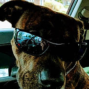 Dexter is registered to the contest to win money with this photo: animal, brown_fur, canine, car_interior, chain, closeup, collar, cool, dog, face, indoor, nostrils, pet, portrait, reflection, seat, sunglasses, vehicle, whiskers, window
