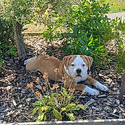 Aïka a rejoint le concours — aidez-le/la à gagner de superbes lots ! animal, bark, canine, daylight, dog, flower, garden, grass, leaf, mulch, nature, outdoor, pet, plants, puppy, relaxing, resting, shrubbery, sunlight, young_dog