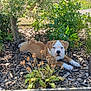 animal, bark, canine, daylight, dog, flower, garden, grass, leaf, mulch, nature, outdoor, pet, plants, puppy, relaxing, resting, shrubbery, sunlight, young_dog