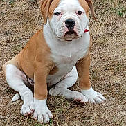 Aïka a rejoint le concours — aidez-le/la à gagner de superbes lots ! animal, brown, bulldog, collar, cute, dog, ears, expression, face, fur, grass, ground, nature, outdoor, paw, pet, puppy, sitting, white, young