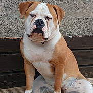 Aïka a rejoint le concours — aidez-le/la à gagner de superbes lots ! bench, brown_coat, bulldog, close_up, companion, concrete_wall, dog, expression, face, horseshoe, mammal, nose, outdoor, paws, pet, portrait, sitting, spotted_skin, white_coat, wooden_bench