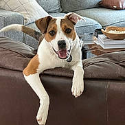 Luna is registered to the contest to win money with this photo: books, brown_and_white_dog, canine, coffee_table, couch, decorative_bowl, dog, fur, gray_couch, happy, home, indoor, leather_couch, living_room, paw, pet, pillow, smiling, tail, tongue_out