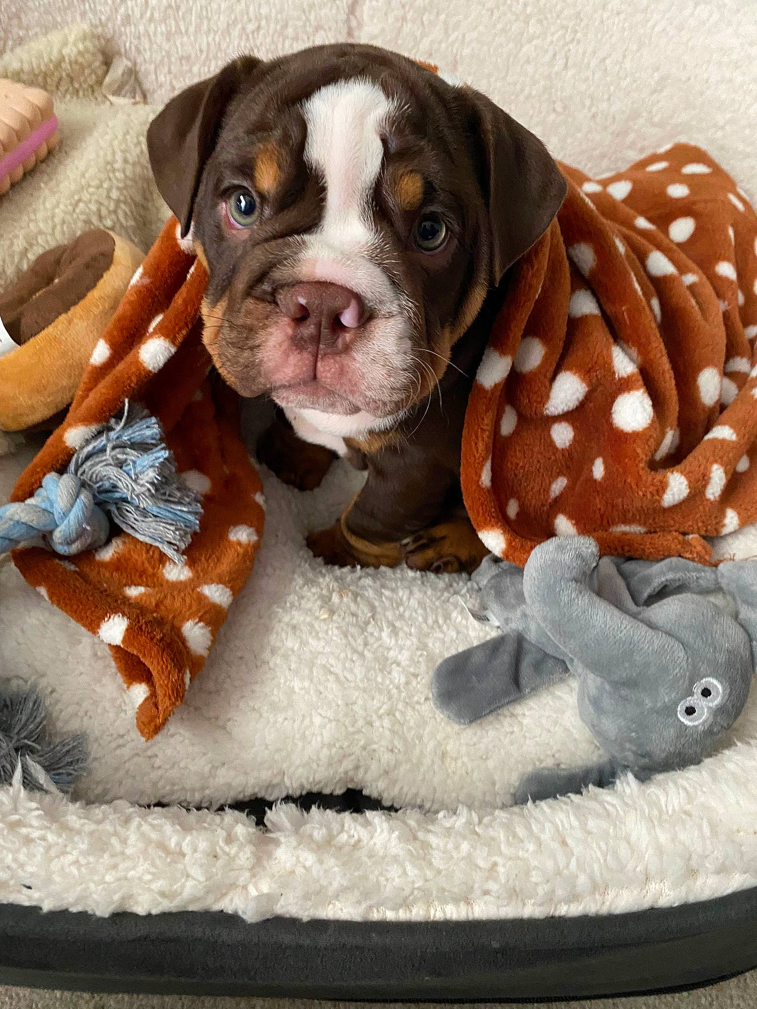 Diesel is registered to the contest to win money with this photo: bulldog, canidae, carnivore, collar, comfort, companion_dog, dog, dog_breed, dog_collar, dog_supply, fawn, fur, liver, molosser, pet_supply, snout, snow, sporting_group, working_animal, working_dog