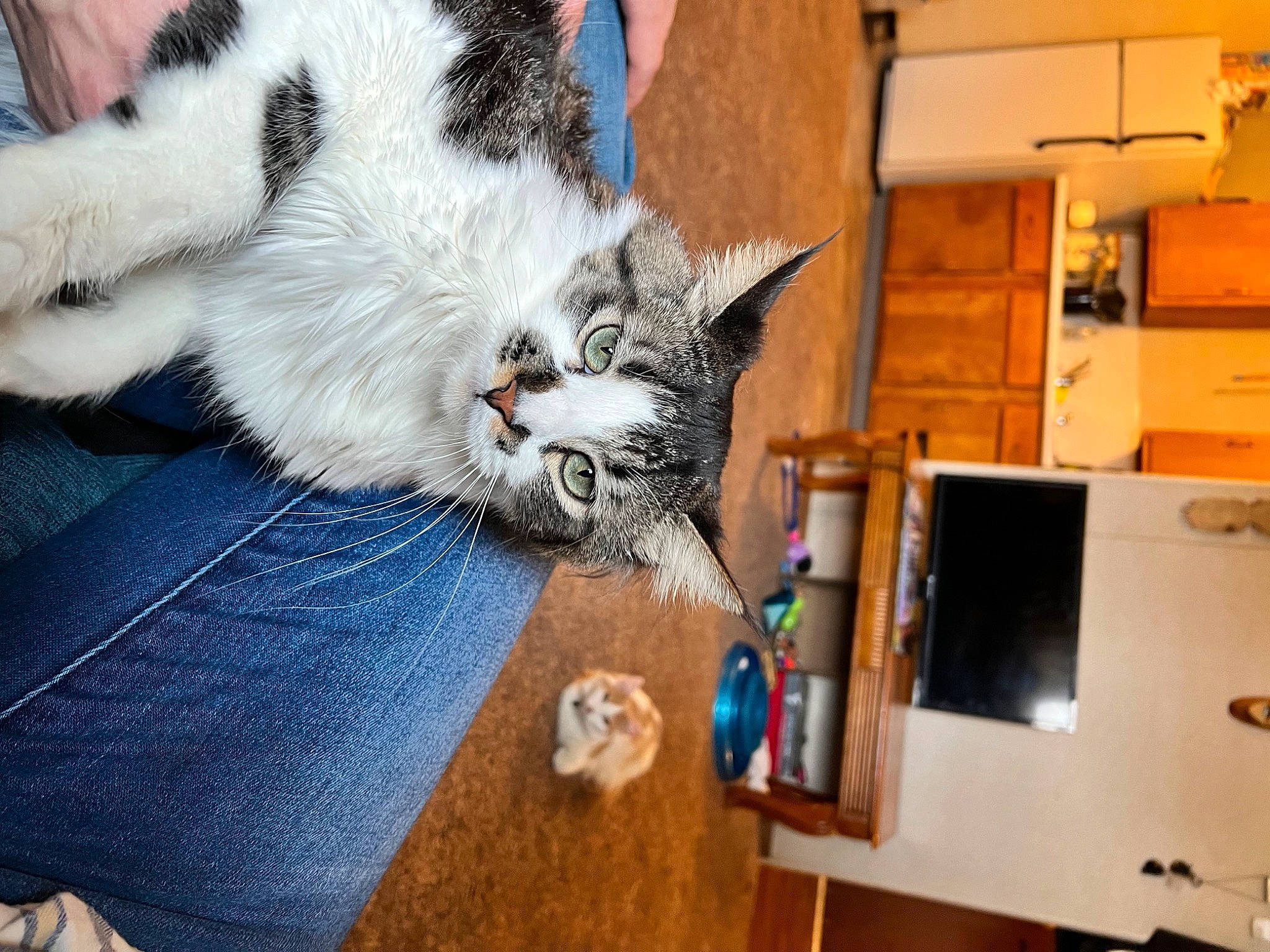 Enzo joined the competition — help win amazing prizes! box, carnivore, cat, claw, comfort, companion_dog, domestic_short_haired_cat, felidae, fur, hardwood, lap, paw, room, small_to_medium_sized_cats, tail, whiskers, wood