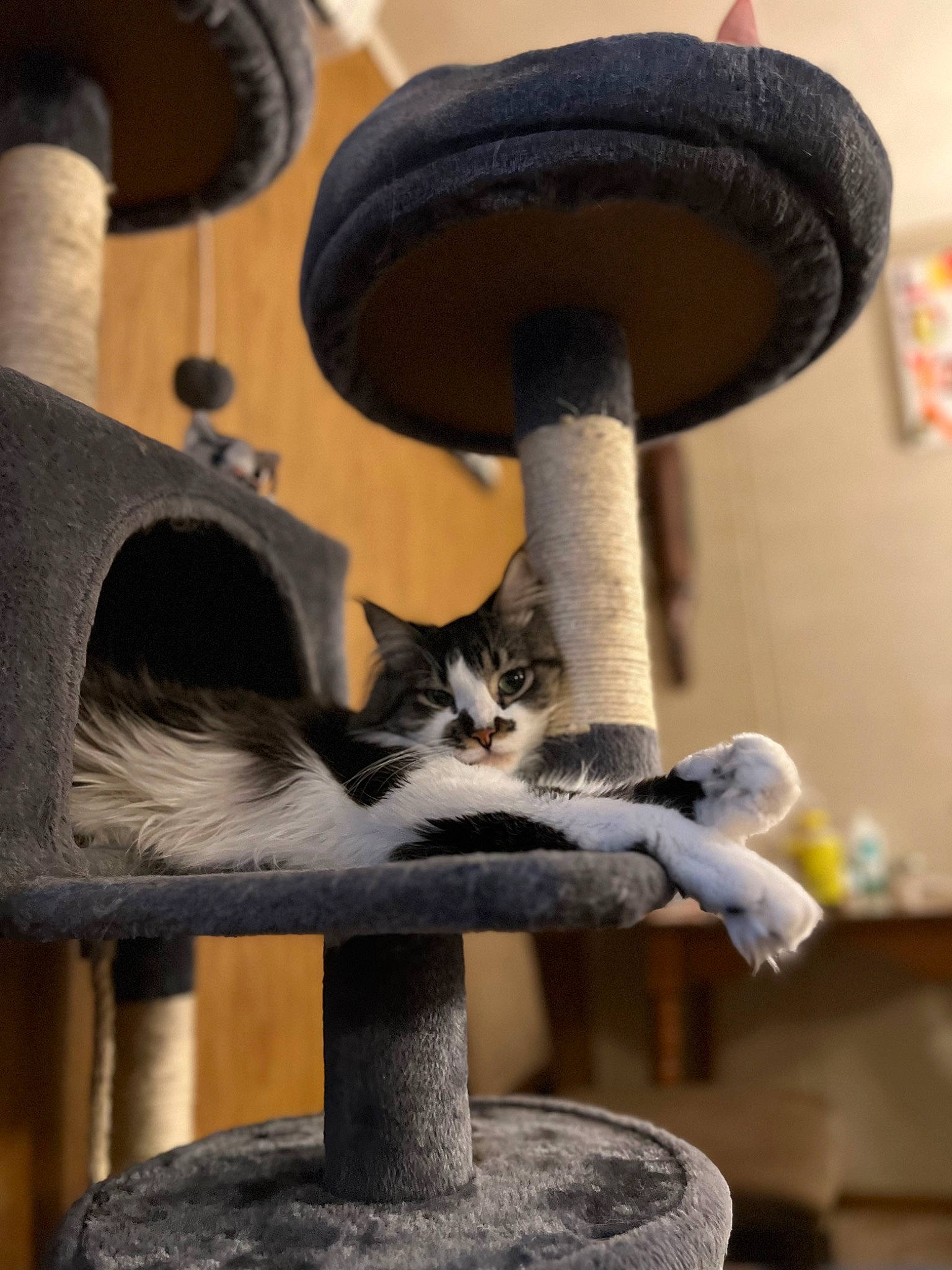 Enzo joined the competition — help win amazing prizes! agaricaceae, carnivore, cat, cat_furniture, cat_supply, domestic_short_haired_cat, fawn, felidae, lamp, light, metal, mushroom, musical_instrument, pet_supply, small_to_medium_sized_cats, tail, vertebrate, whiskers, white, wood