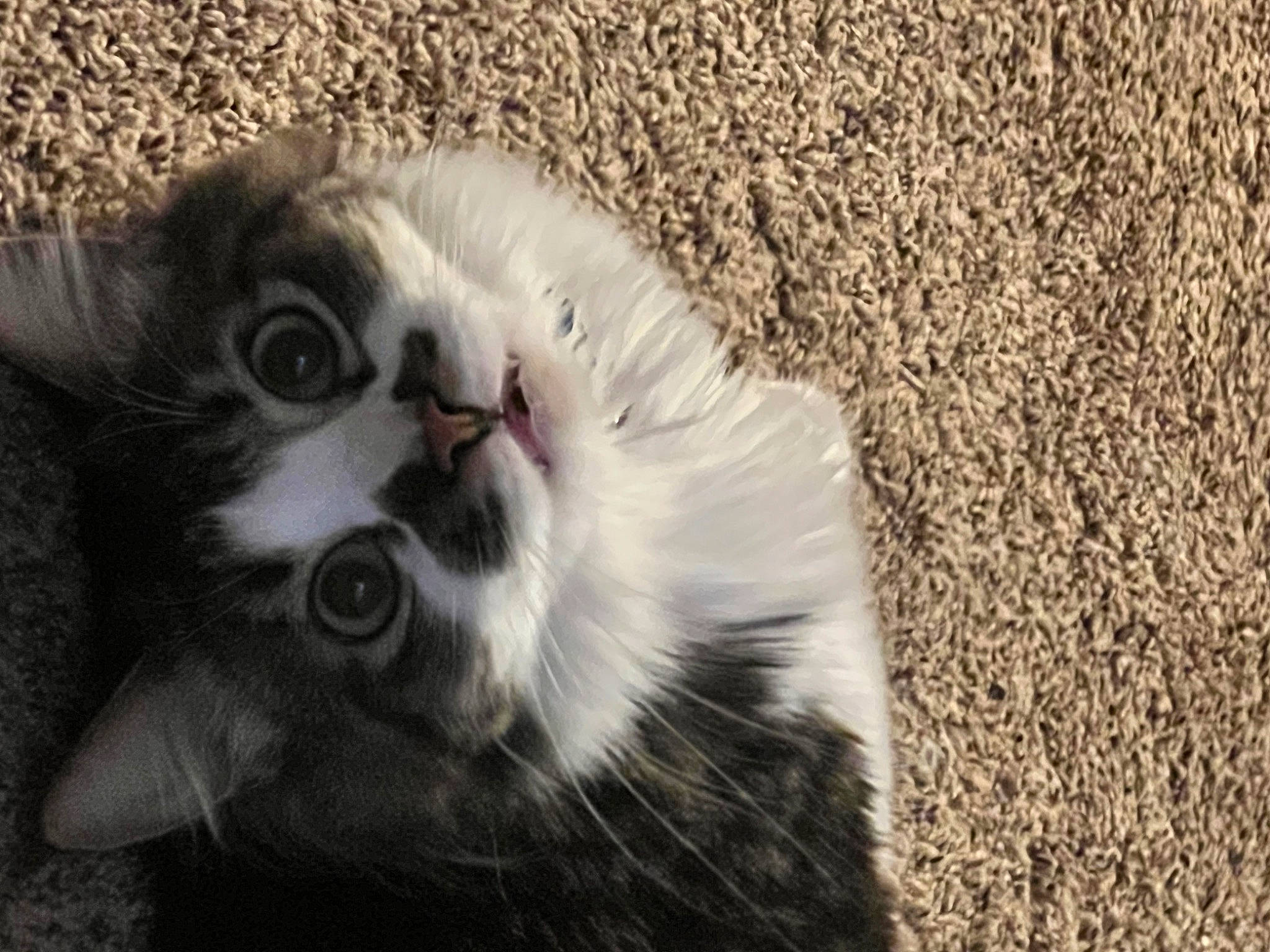 Enzo joined the competition — help win amazing prizes! carnivore, cat, claw, domestic_short_haired_cat, felidae, fur, grass, paw, shadow, small_to_medium_sized_cats, snout, soil, terrestrial_animal, whiskers, wildlife, window