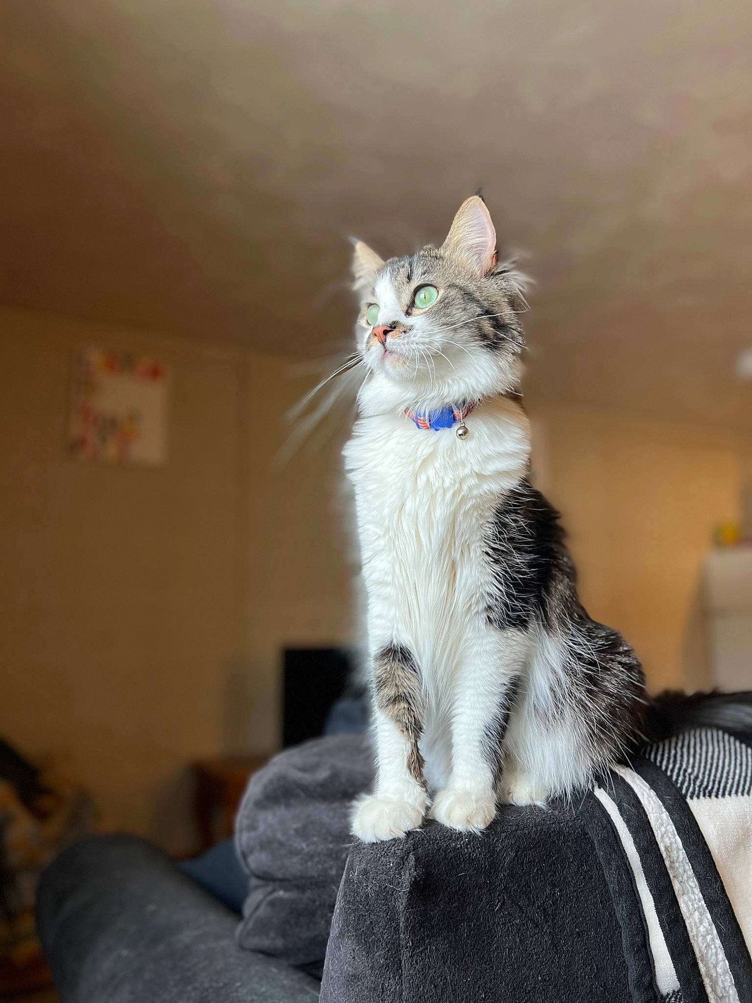 Enzo is registered to the contest to win money with this photo: carnivore, cat, comfort, couch, domestic_short_haired_cat, felidae, fur, grey, paw, sitting, small_to_medium_sized_cats, tail, tree, whiskers