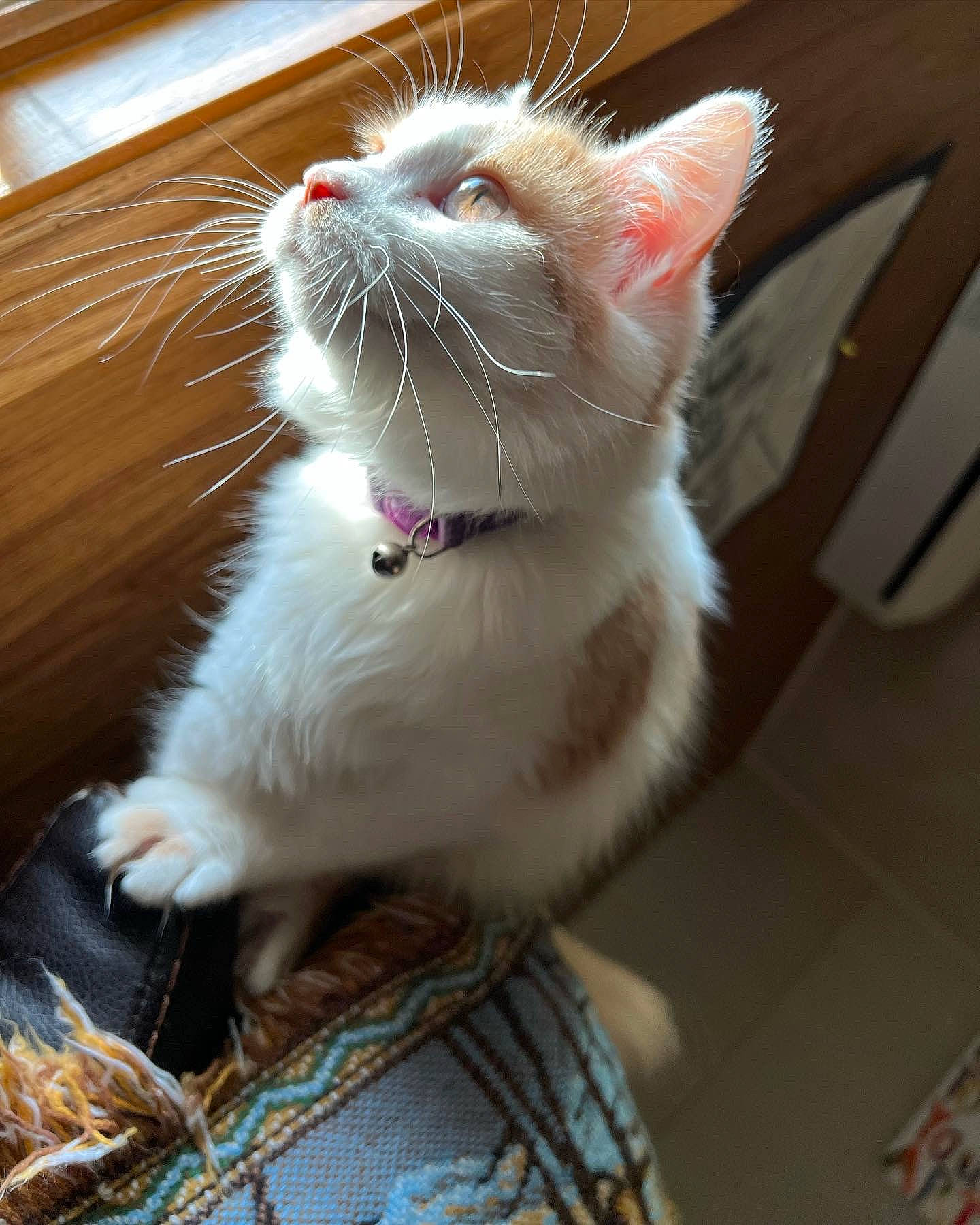 Nubby joined the competition — help win amazing prizes! carnivore, cat, cat_supply, claw, collar, domestic_short_haired_cat, fang, fawn, felidae, fur, hardwood, paw, pet_supply, small_to_medium_sized_cats, snout, tail, whiskers, wood