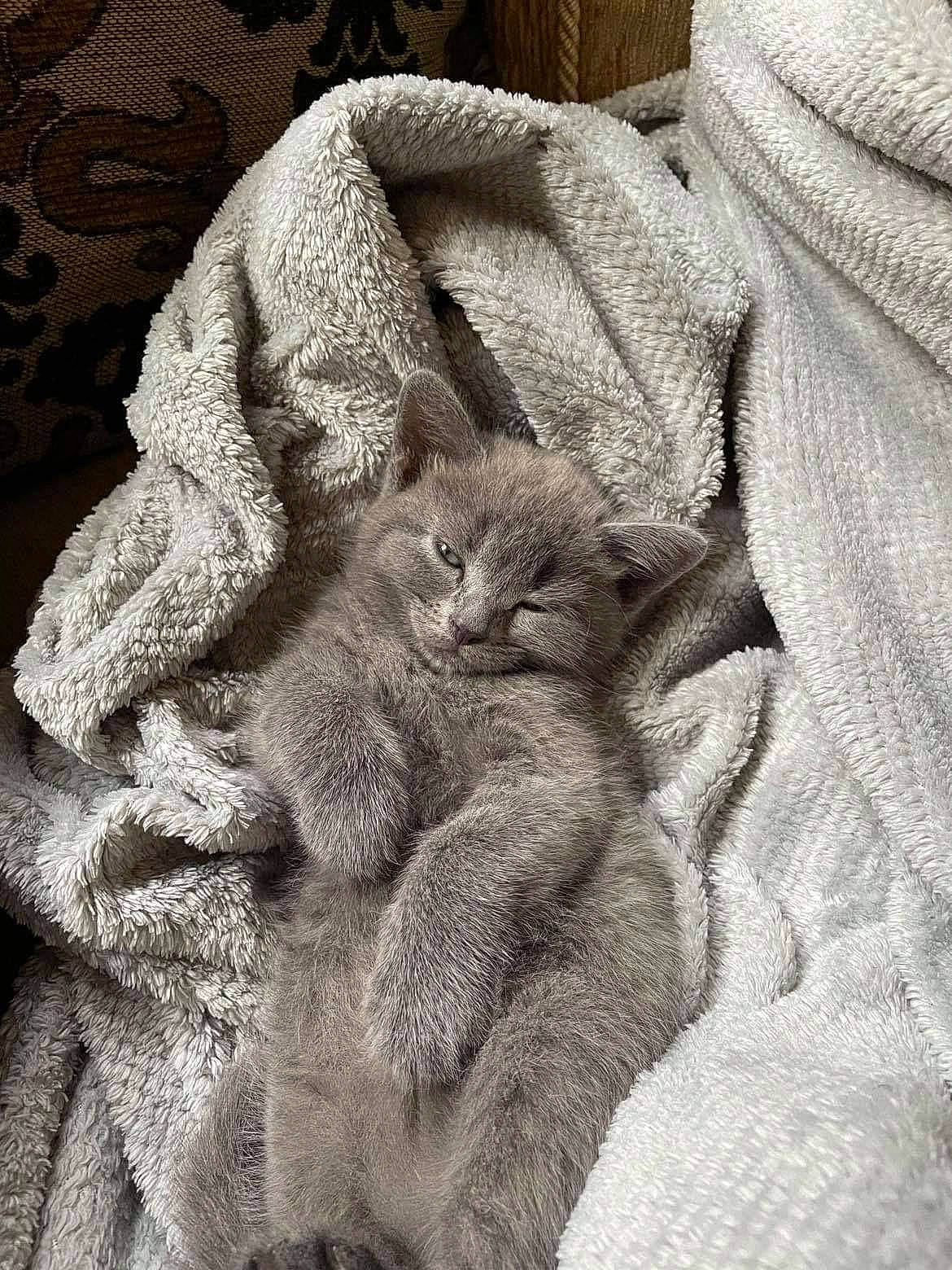 Mia joined the competition — help win amazing prizes! carnivore, cat, claw, comfort, domestic_short_haired_cat, felidae, fur, gesture, grey, linens, monochrome, monochrome_photography, sleeve, small_to_medium_sized_cats, snout, t_shirt, tail, textile, whiskers, window