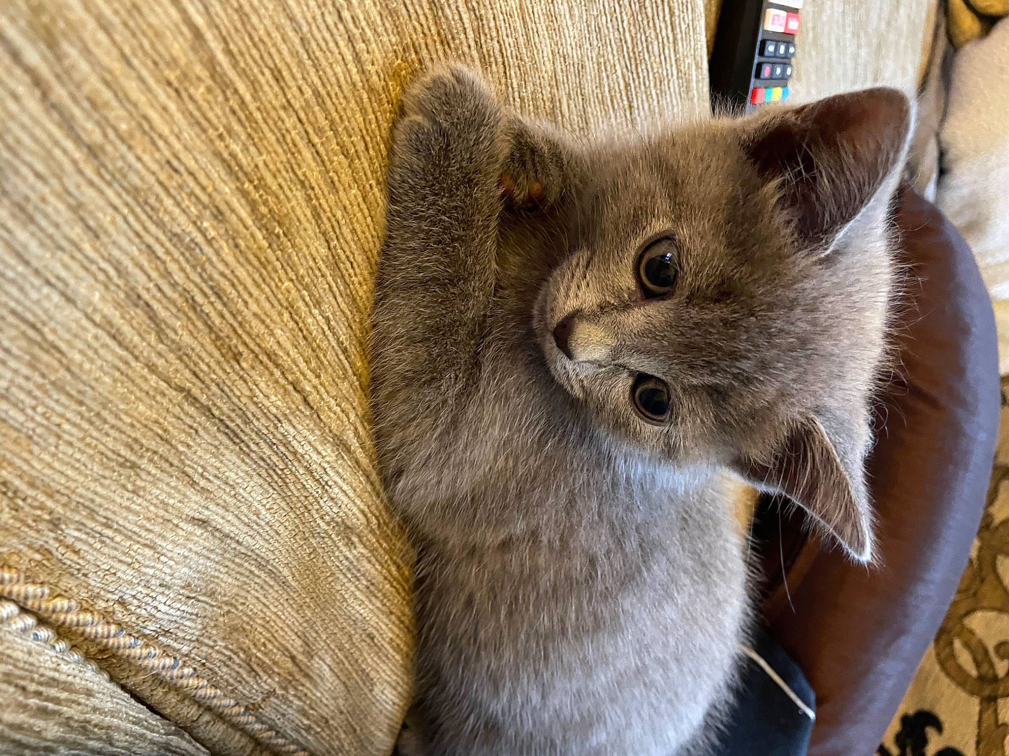 Mia is registered to the contest to win money with this photo: carnivore, cat, cat_supply, chartreux, domestic_short_haired_cat, fawn, felidae, fur, grey, russian_blue, small_to_medium_sized_cats, snout, terrestrial_animal, whiskers, window, wood