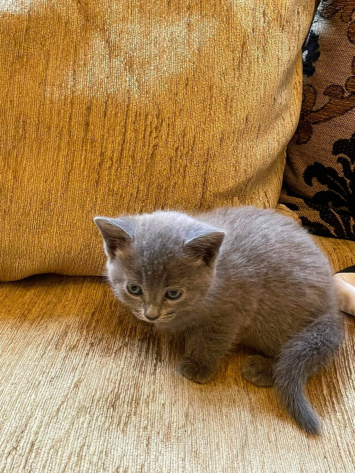 Mia is registered to the contest to win money with this photo: carnivore, cat, claw, comfort, domestic_short_haired_cat, fawn, felidae, fur, grey, paw, russian_blue, small_to_medium_sized_cats, snout, tail, terrestrial_animal, whiskers, window, wood