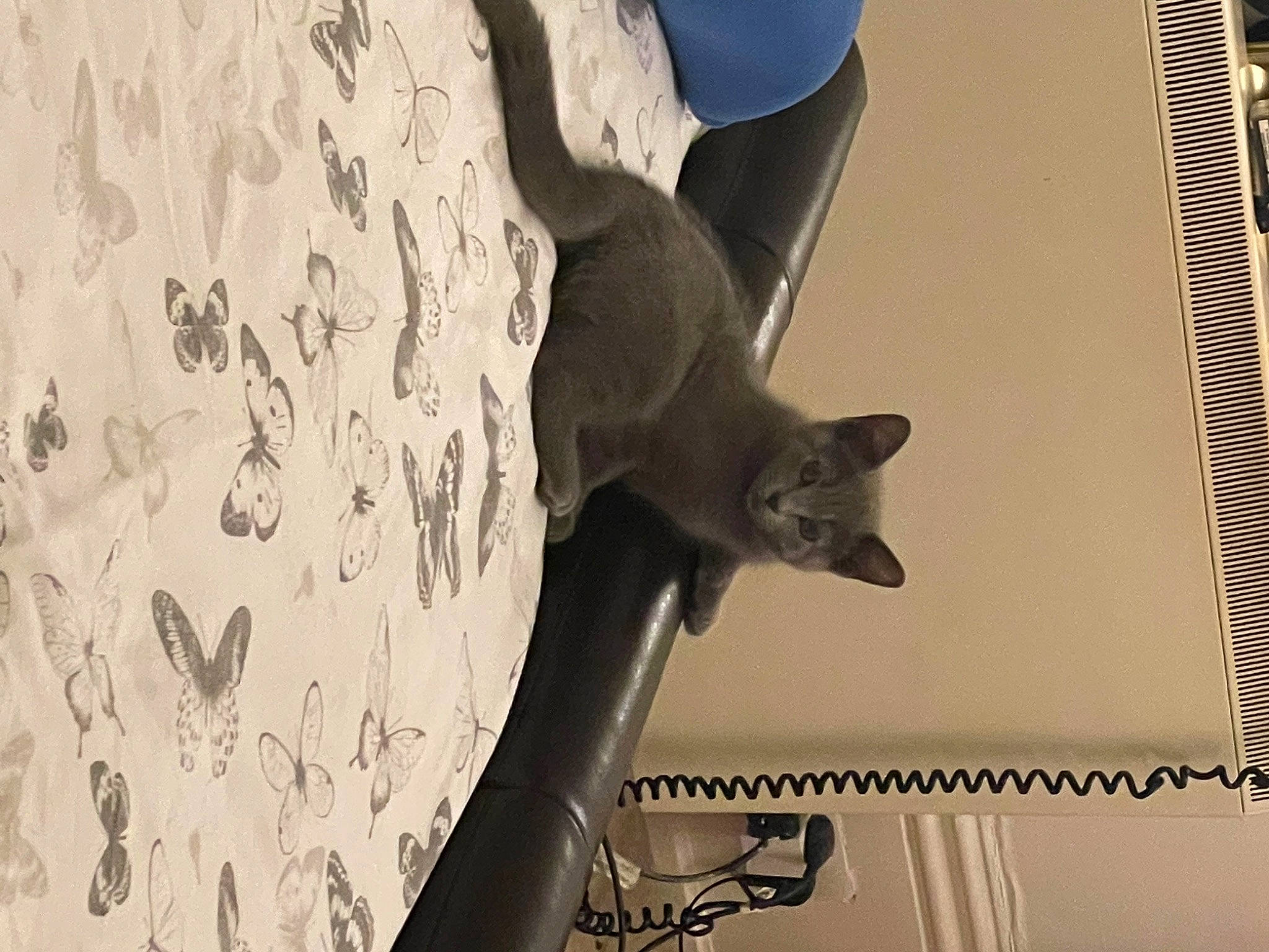 Mia joined the competition — help win amazing prizes! art, carnivore, door, felidae, font, grey, metal, plant, room, sculpture, small_to_medium_sized_cats, snout, tail, tree, trunk, twig, visual_arts, whiskers, window, wood