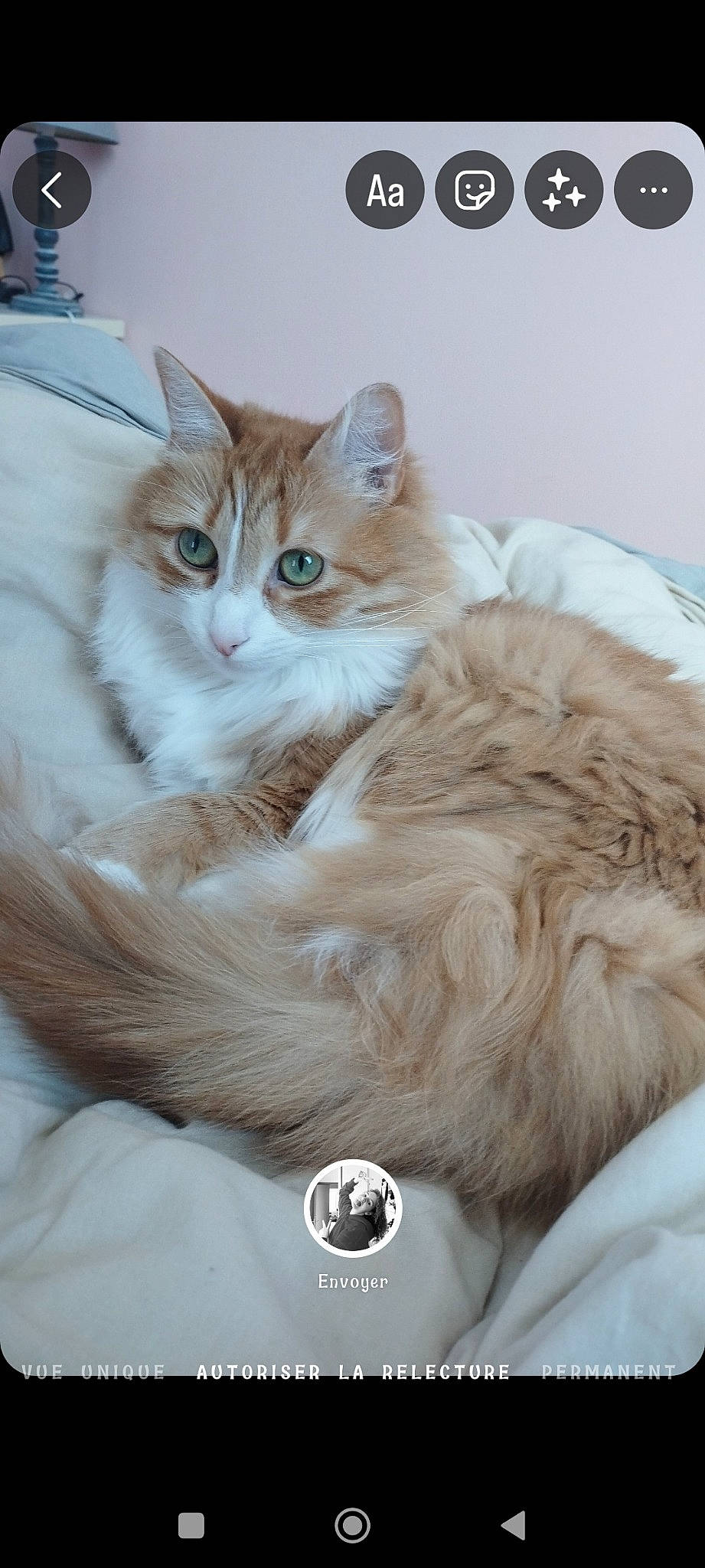 Sora participe au concours pour gagner de l'argent avec cette photo : carnivore, cat, claw, comfort, fashion_accessory, felidae, fur, gesture, natural_material, paw, small_to_medium_sized_cats, tail, terrestrial_animal, whiskers