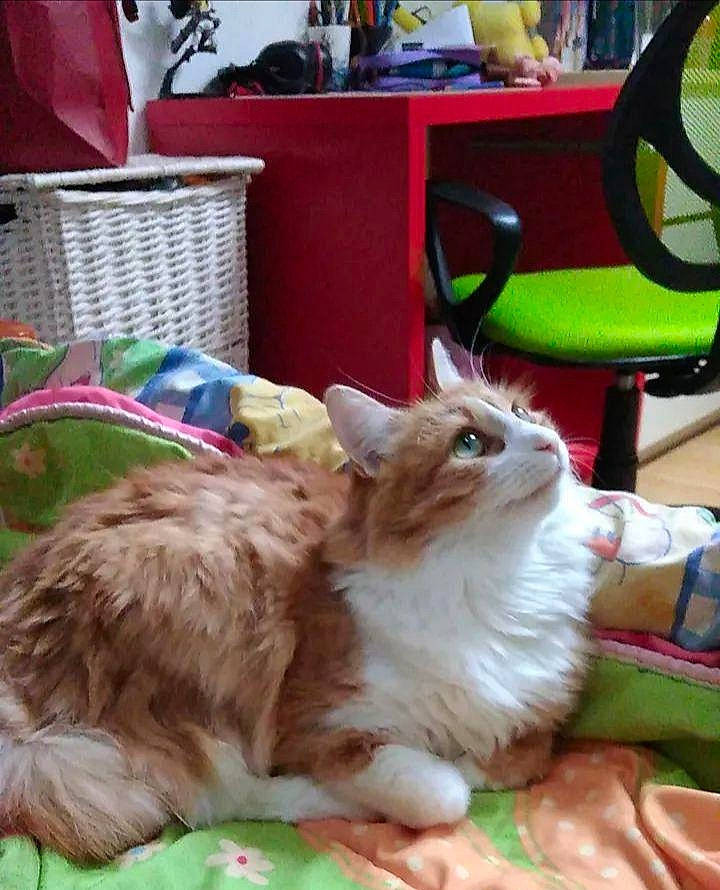 Sora participe au concours pour gagner de l'argent avec cette photo : canidae, carnivore, cat, chair, claw, companion_dog, dog_breed, fawn, felidae, fur, grass, paw, rabbit, rabbits_and_hares, recreation, small_to_medium_sized_cats, sporting_group, table, tail, whiskers