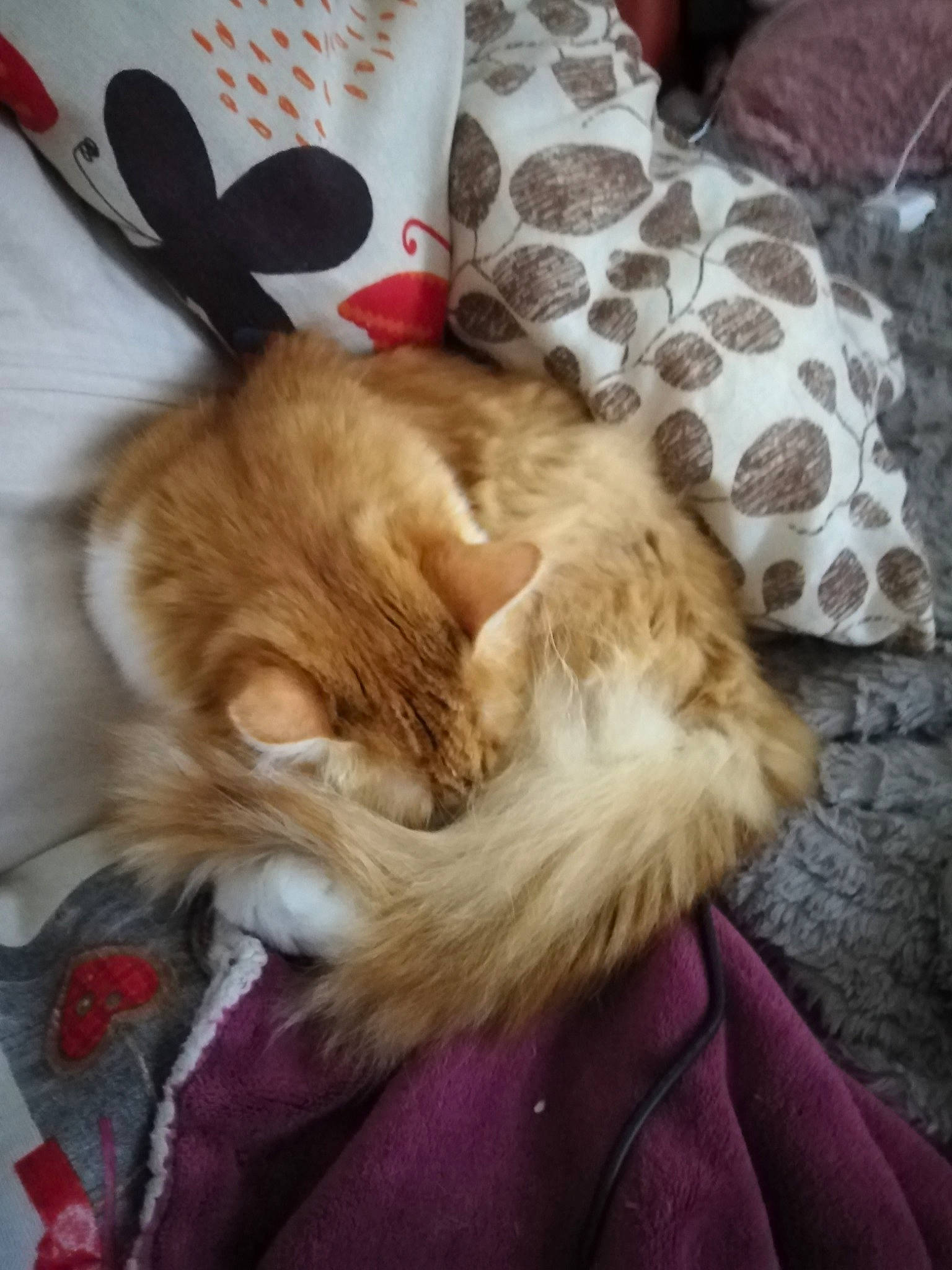 Sora participe au concours pour gagner de l'argent avec cette photo : carnivore, cat, claw, cloud, comfort, companion_dog, domestic_short_haired_cat, ear, fawn, felidae, fur, gesture, lap, linens, paw, selfie, small_to_medium_sized_cats, tail, textile, whiskers