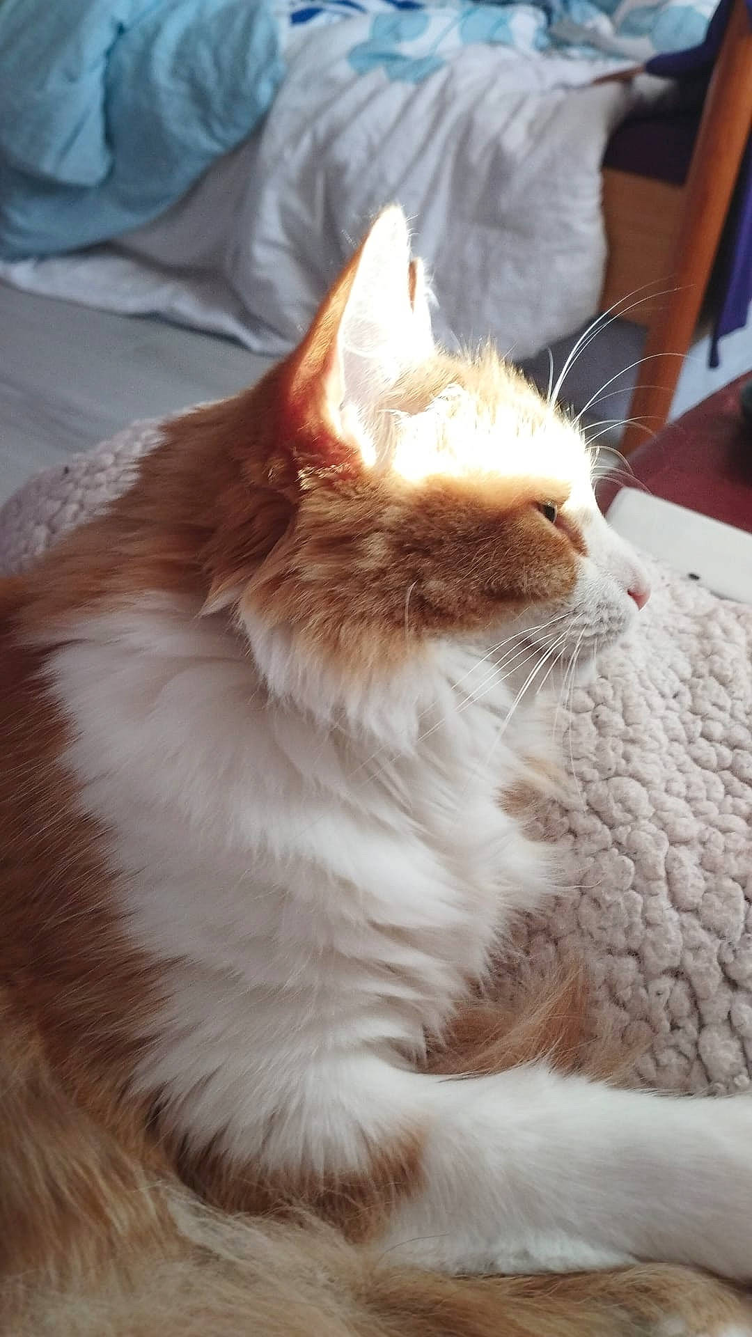 Sora participe au concours pour gagner de l'argent avec cette photo : carnivore, cat, claw, comfort, domestic_short_haired_cat, ear, fawn, felidae, fur, gesture, paw, small_to_medium_sized_cats, snout, tail, whiskers, window, wood