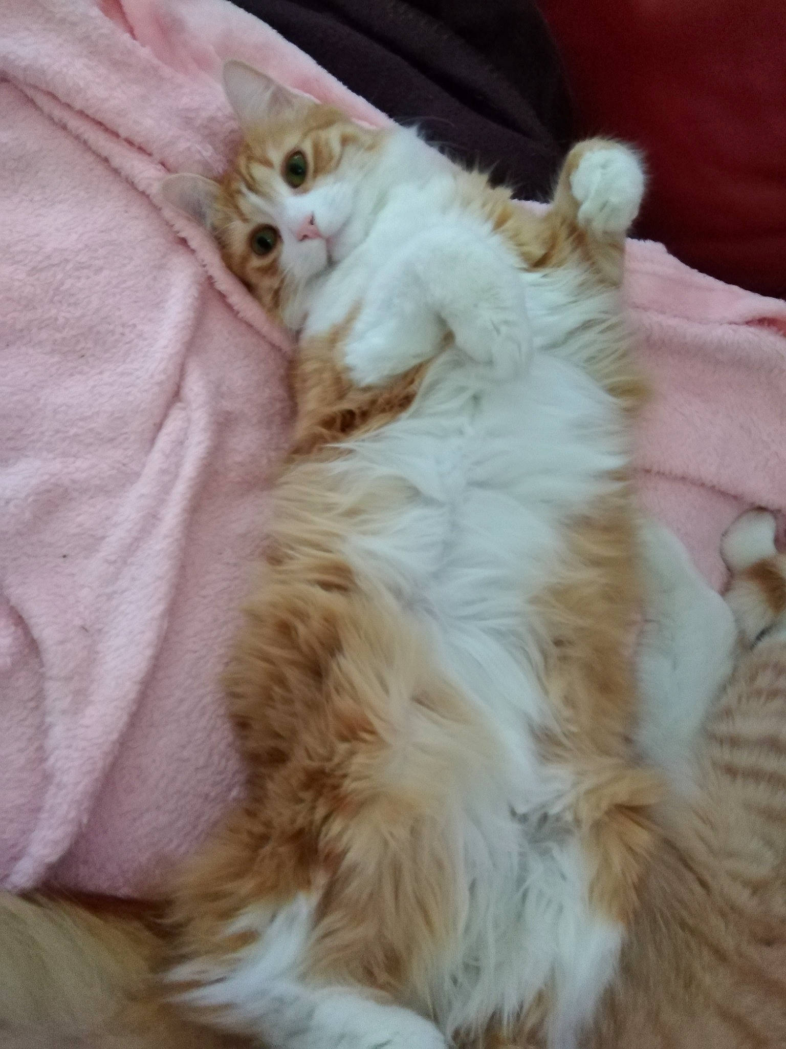 Sora participe au concours pour gagner de l'argent avec cette photo : bed, carnivore, cat, claw, comfort, companion_dog, fawn, felidae, fur, nap, paw, small_to_medium_sized_cats, tail, whiskers