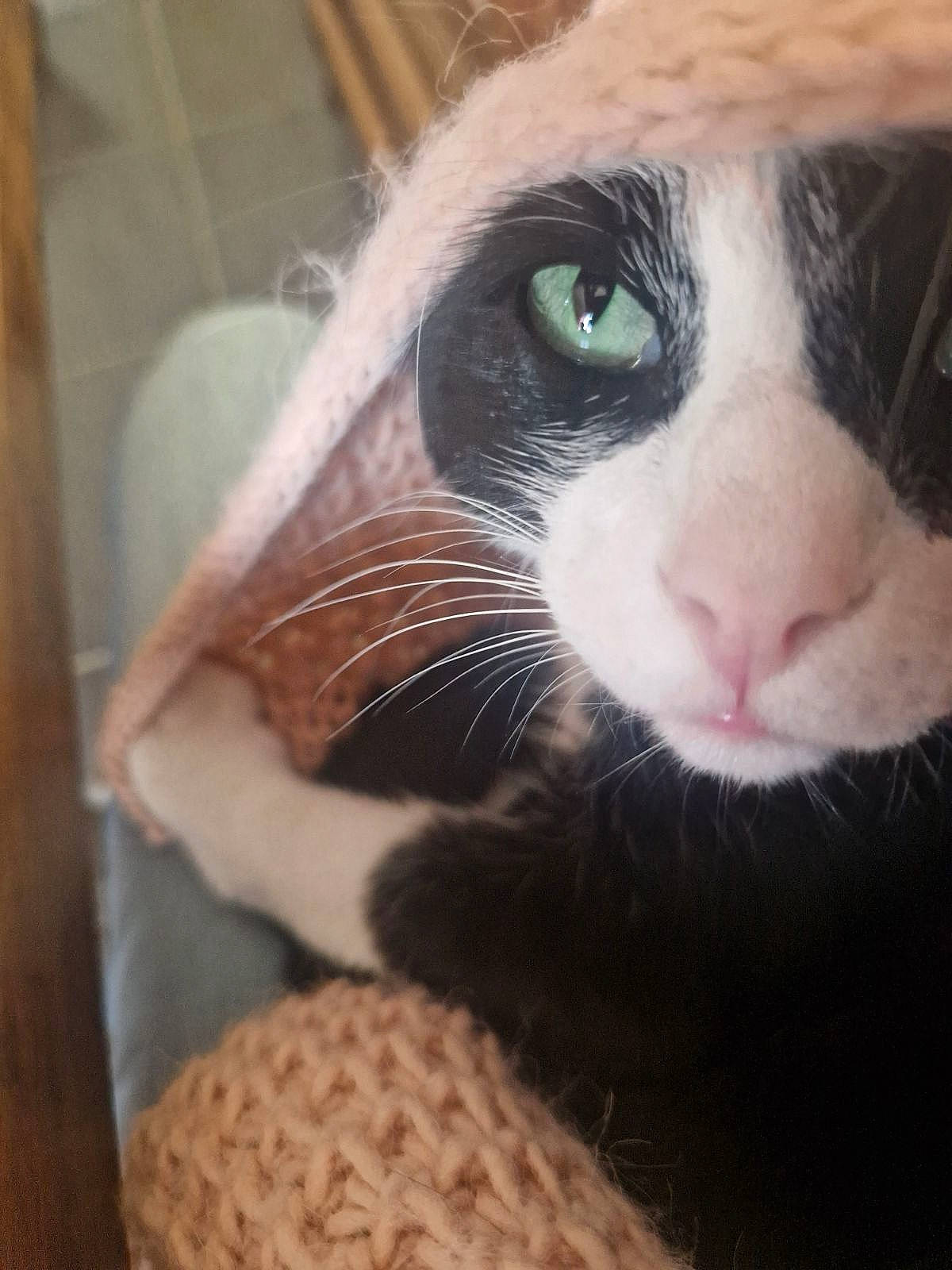 Ame a rejoint le concours — aidez-le/la à gagner de superbes lots ! carnivore, cat, comfort, domestic_short_haired_cat, ear, eye, eyelash, felidae, fur, hair, head, human_body, iris, leg, nose, small_to_medium_sized_cats, snout, terrestrial_animal, toy, whiskers