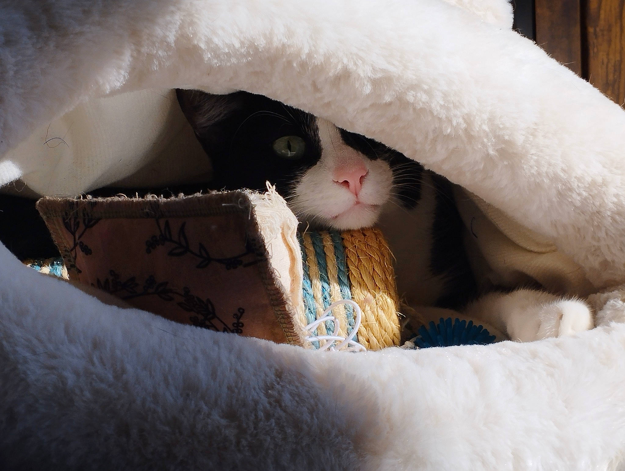 Ame participe au concours pour gagner de l'argent avec cette photo : box, cardboard, carnivore, cat, cat_bed, cat_supply, comfort, domestic_short_haired_cat, eyelash, fawn, felidae, fur, linens, nap, paw, pet_supply, small_to_medium_sized_cats, snout, tail, whiskers