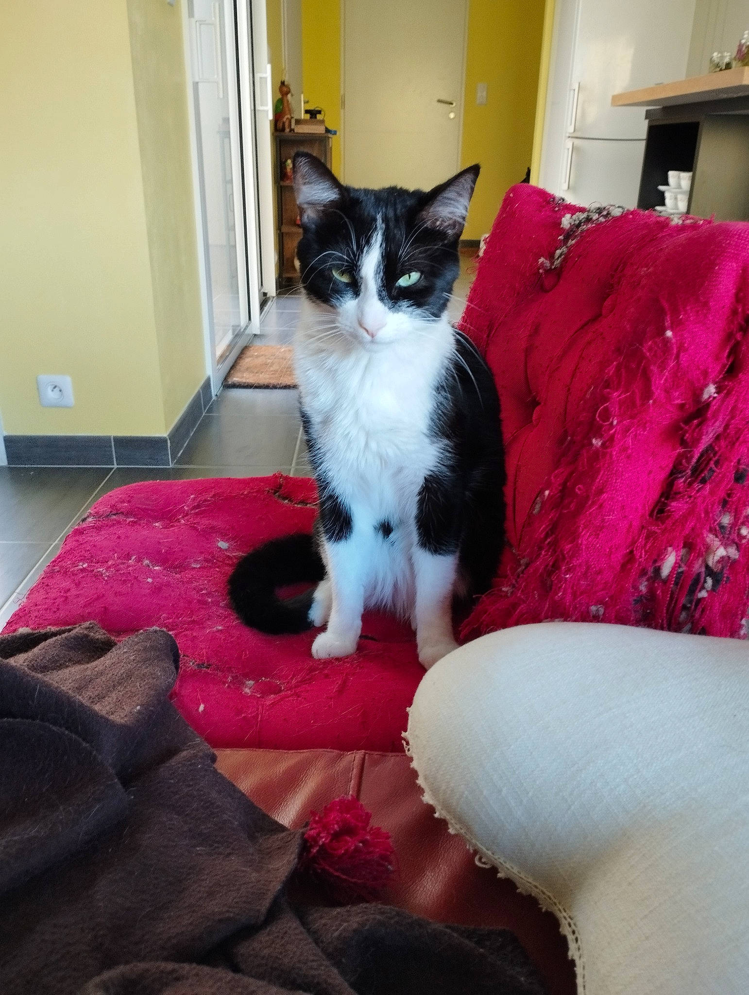 Ame participe au concours pour gagner de l'argent avec cette photo : carnivore, cat, comfort, domestic_short_haired_cat, door, eye, felidae, flooring, formal_wear, fur, hardwood, lap, linens, magenta, pink, sitting, small_to_medium_sized_cats, tail, textile, whiskers