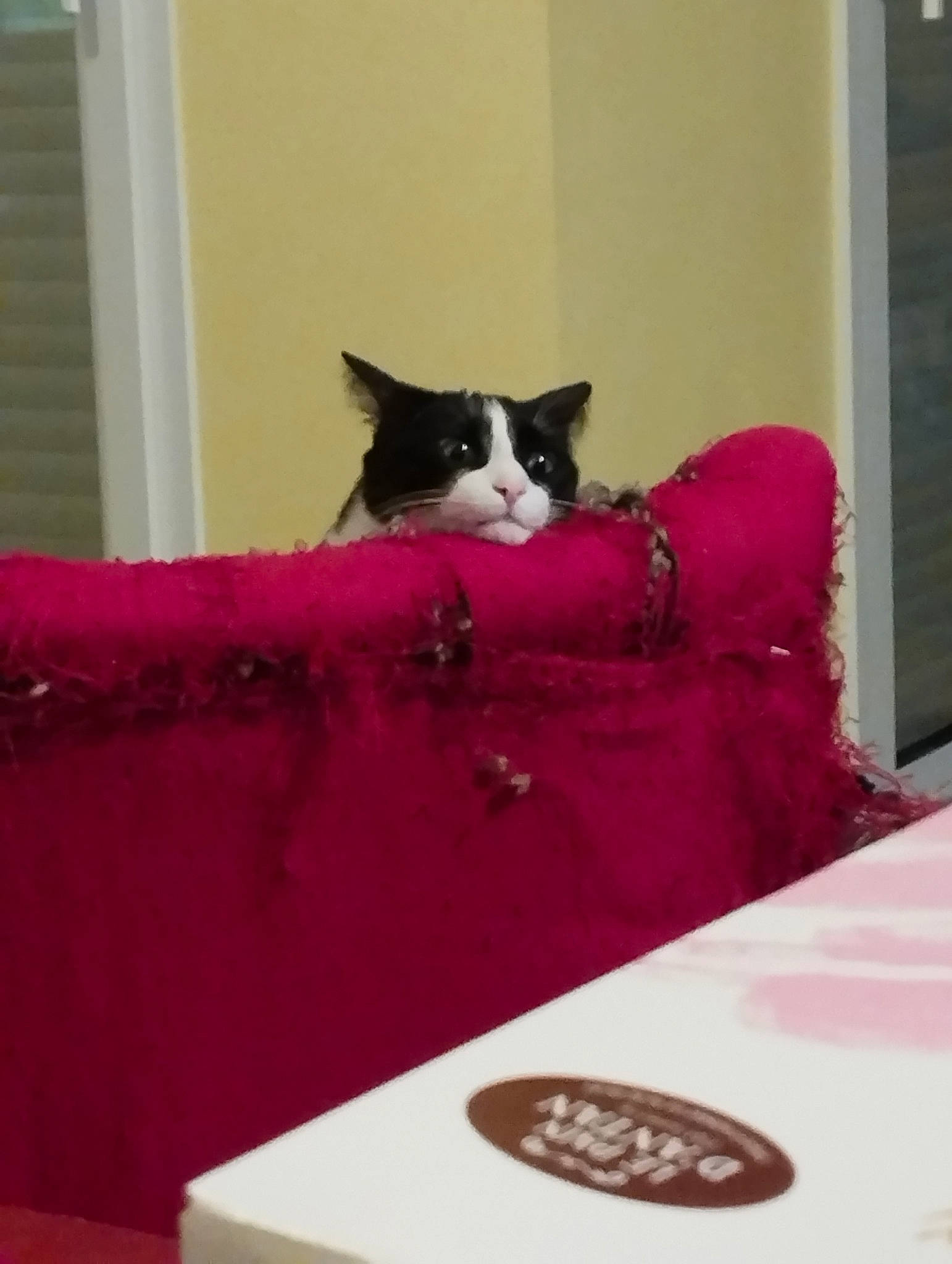 Ame a rejoint le concours — aidez-le/la à gagner de superbes lots ! black_cat, carmine, carnivore, cat, cat_supply, comfort, domestic_short_haired_cat, felidae, flooring, fur, linens, magenta, purple, room, small_to_medium_sized_cats, stairs, table, tail, whiskers, window