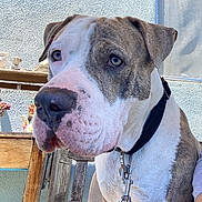 Snoop joined the competition — help win amazing prizes! dog, canine, pet, close_up, brindle, white, collar, leash, animal, outdoor, wooden_furniture, decorative_items, wall, sunlight, portrait, muzzle, ears, nose, sitting, domestic_animal
