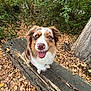 Ulka a rejoint le concours — aidez-le/la à gagner de superbes lots ! animal, australian_shepherd, autumn, canine, dog, fall, forest, fur, greenery, happy, leaves, log, nature, outdoor, pet, sitting, smiling, tongue_out, tree, wood