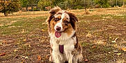 Ulka participe au concours pour gagner de l'argent avec cette photo : animal, autumn, canine, cloudy_sky, collar, daytime, dog, field, fur, grass, happy, leaves, nature, outdoor, park, pet, playful, sitting, tongue_out, tree