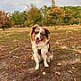 animal, autumn, canine, cloudy_sky, collar, daytime, dog, field, fur, grass, happy, leaves, nature, outdoor, park, pet, playful, sitting, tongue_out, tree