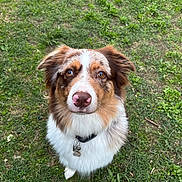Ulka a rejoint le concours — aidez-le/la à gagner de superbes lots ! animal, australian_shepherd, black, brown, canine, collar, cute, dog, ears, friendly, fur, grass, looking_up, mammal, nature, nose, outdoor, pet, tag, white