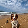 Ulka a rejoint le concours — aidez-le/la à gagner de superbes lots ! animal, beach, canine, clouds, collar, dog, fur, happy, leash, nature, ocean, outdoor, pet, rocks, sand, seaside, sky, smiling, water, waves