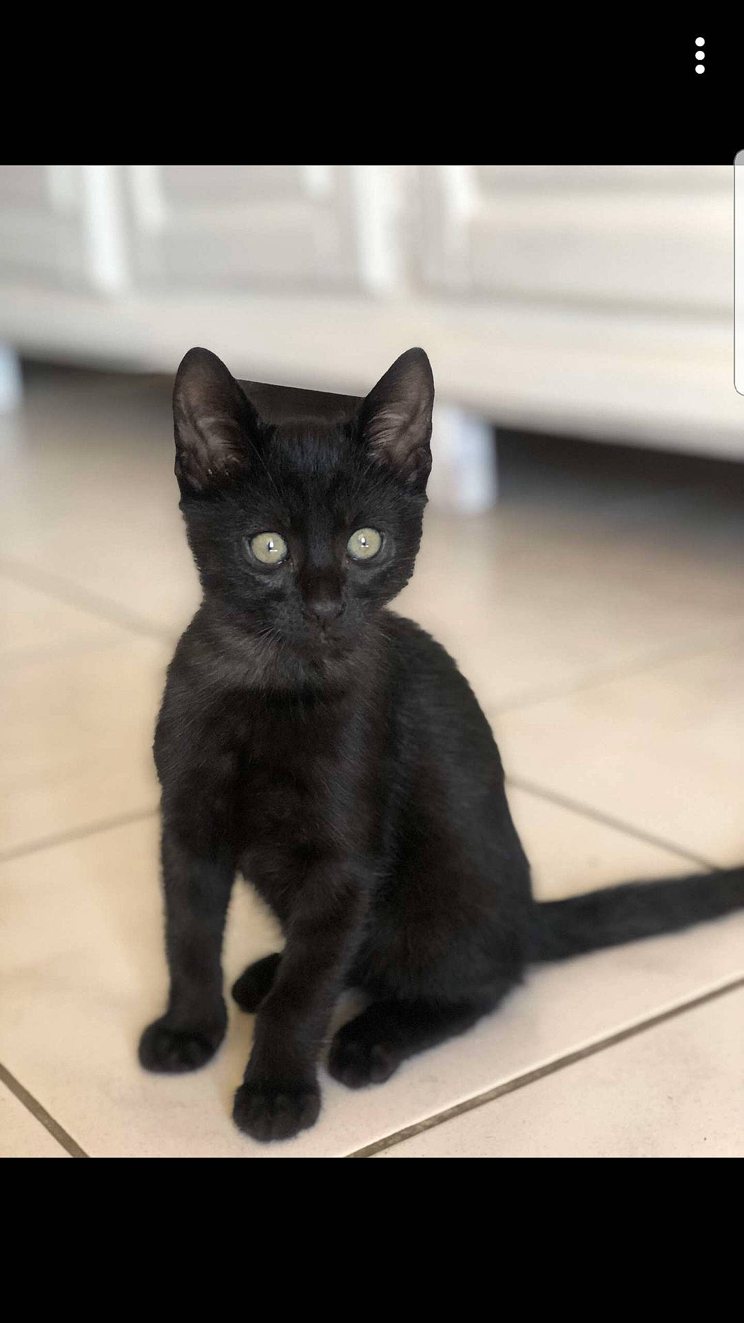 Dark a rejoint le concours — aidez-le/la à gagner de superbes lots ! asian, black_and_white, black_cat, bombay, burmese, carnivore, cat, domestic_short_haired_cat, eye, felidae, german_rex, havana_brown, kitten, korat, mammal, polydactyl_cat, small_to_medium_sized_cats, snout, vertebrate, whiskers