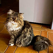 Princesse participe au concours pour gagner de l'argent avec cette photo : animal, brown, cat, companion, curious, cute, domestic, feline, fluffy, fur, house, indoor, long_hair, pet, sitting, tail, tile_floor, whiskers, white, yellow_eyes