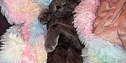 Voltron participe au concours pour gagner de l'argent avec cette photo : cat, sleeping, blanket, furry, cozy, gray_cat, indoor, pet, resting, cute, soft, warm, comfort, relaxed, animal, fur, snuggled, colorful_blanket, napping, peaceful