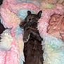 cat, sleeping, blanket, furry, cozy, gray_cat, indoor, pet, resting, cute, soft, warm, comfort, relaxed, animal, fur, snuggled, colorful_blanket, napping, peaceful