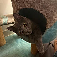 Voltron a rejoint le concours — aidez-le/la à gagner de superbes lots ! animal, carpeted, cat, cat_tree, cozy, curious, cute, domestic, eye_contact, feline, fur, gray_cat, home, indoor, paw, pet, pet_furniture, playful, relaxed, whiskers