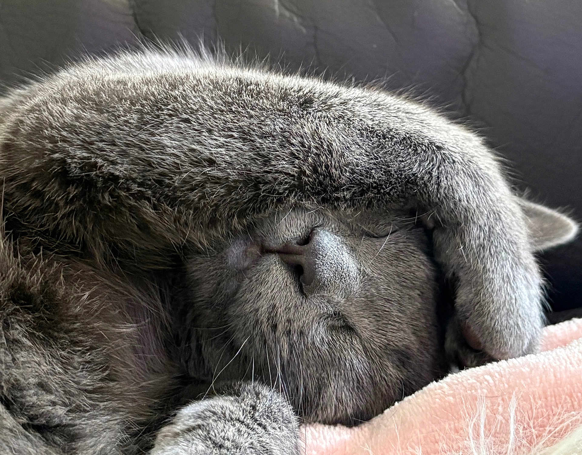 Voltron participe au concours pour gagner de l'argent avec cette photo : cat, gray_cat, sleeping, paw, fur, cozy, blanket, close_up, pet, animal, resting, cute, whiskers, indoor, relaxed, face_covering, soft_texture, nap, feline, comfort