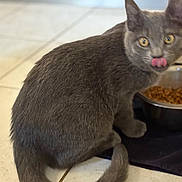 Voltron participe au concours pour gagner de l'argent avec cette photo : cat, grey_cat, pet, animal, food_bowl, kibble, floor, tile_floor, indoor, licking, curious, sitting, tail, fur, whiskers, ears, eyes, domestic_cat, meal_time, close_up