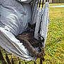 Voltron participe au concours pour gagner de l'argent avec cette photo : cat, gray_cat, hammock, outdoor, grass, fence, sunny, relaxing, pet, animal, tail, fabric, chair, daylight, leisure, resting, nature, cozy, calm, garden