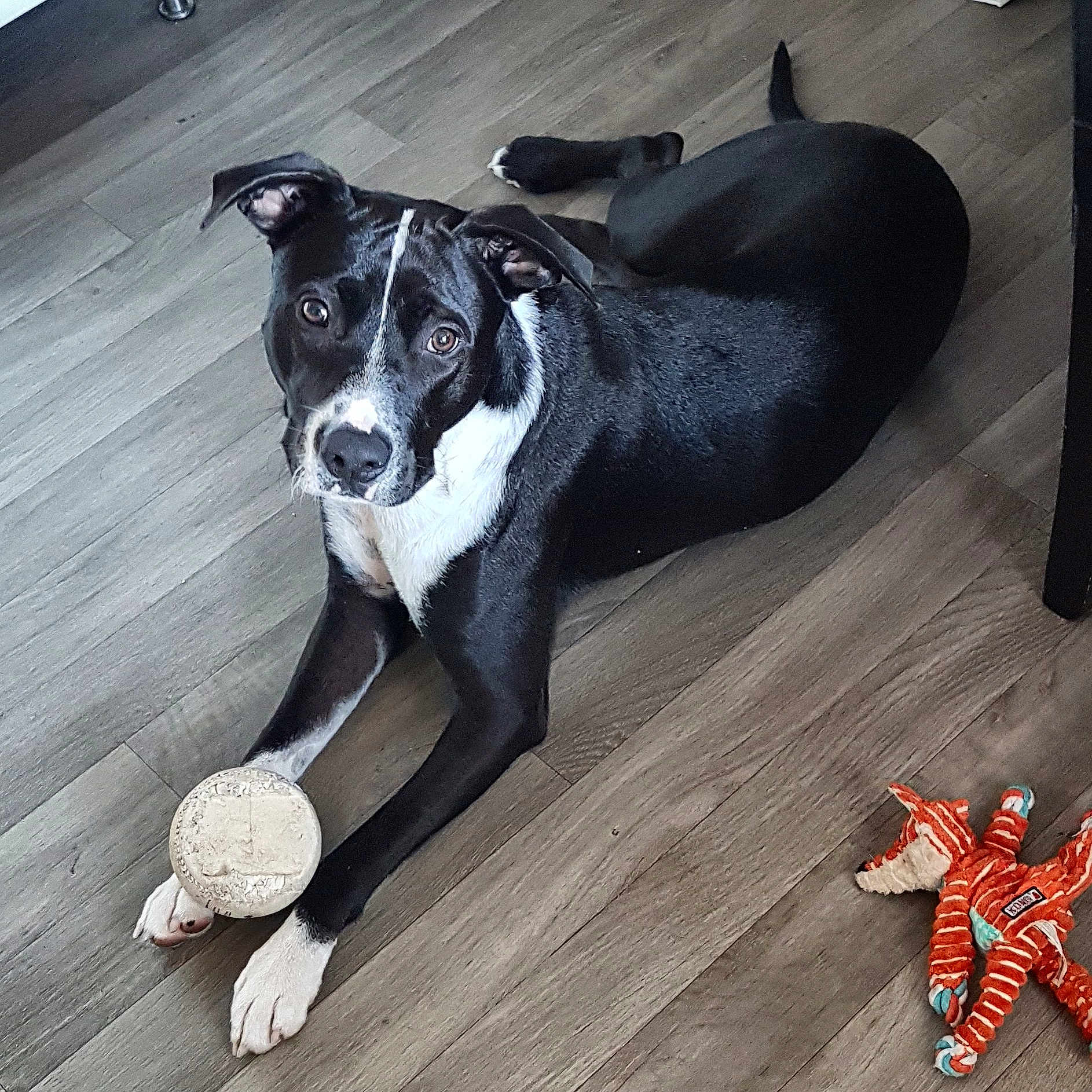Django a rejoint le concours — aidez-le/la à gagner de superbes lots ! adventure, american_pit_bull_terrier, american_staffordshire_terrier, canidae, carnivore, companion_dog, dog, dog_breed, dog_collar, fawn, floor, flooring, great_dane, non_sporting_group, paw, pit_bull, puppy, snout, sporting_group, tail