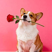 Joe joined the competition — help win amazing prizes! adorable, animal, corgi, cute, dog, ears, flower, fluffy, fur, love, nose, pet, pink_background, portrait, romantic, rose, sitting, studio, valentine, whiskers