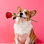 adorable, animal, corgi, cute, dog, ears, flower, fluffy, fur, love, nose, pet, pink_background, portrait, romantic, rose, sitting, studio, valentine, whiskers