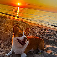 Joe joined the competition — help win amazing prizes! dog, corgi, beach, sand, sunset, ocean, water, animal, pet, canine, sun, sky, outdoor, nature, relaxing, warm_light, happy, smiling, fur, landscape
