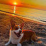 dog, corgi, beach, sand, sunset, ocean, water, animal, pet, canine, sun, sky, outdoor, nature, relaxing, warm_light, happy, smiling, fur, landscape