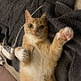 Zorra a rejoint le concours — aidez-le/la à gagner de superbes lots ! animal, blanket, cable, cat, cute, feline, fur, home, indoor, lying_down, orange_cat, paws, pet, pink_paws, power_strip, relaxed, towel, whiskers, white_fur, wide_eyes