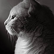 Zorra participe au concours pour gagner de l'argent avec cette photo : cat, profile, black_and_white, animal, whiskers, fur, pet, portrait, close_up, side_view, soft_lighting, texture, domestic_cat, feline, mammal, indoor, serene, detailed, focused, calm